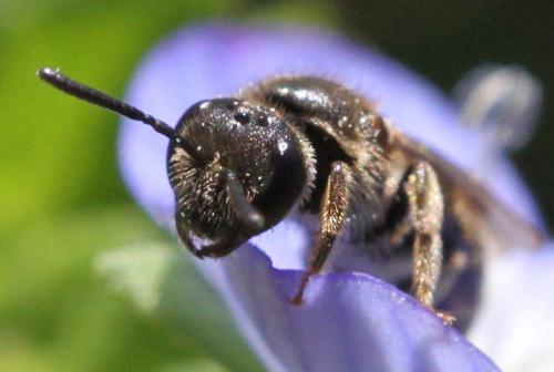 Lasioglossum sp.